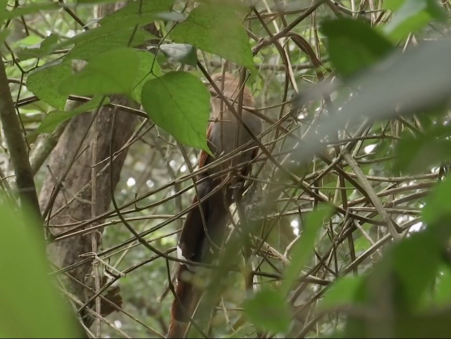Cerro de la Galaxia en Xalapa