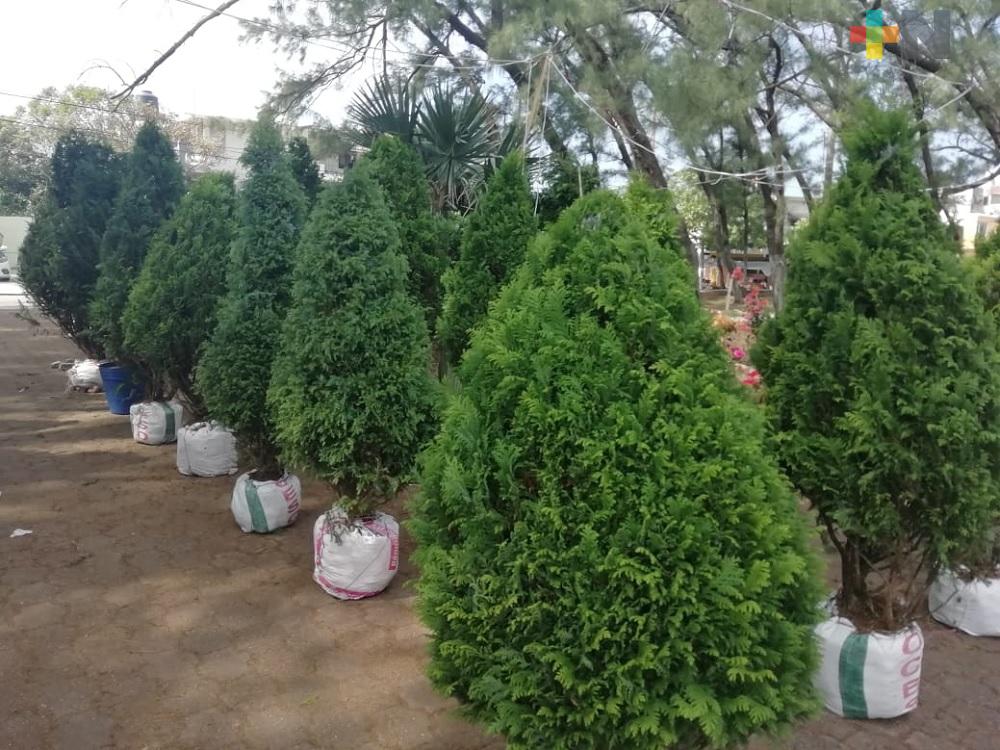 Comerciantes de Orizaba esperan aumentar ventas de pinos naturales en Coatzacoalcos
