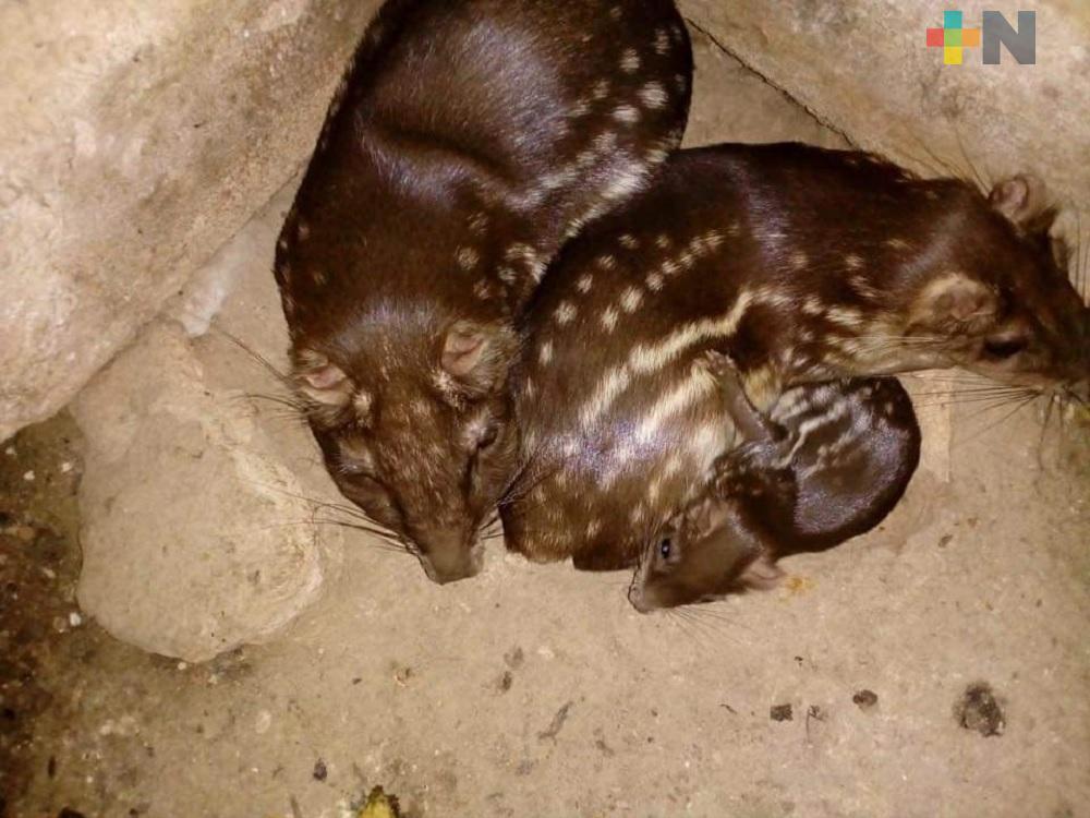 Cría de tepezcuintle nació en UMA de Moloacán