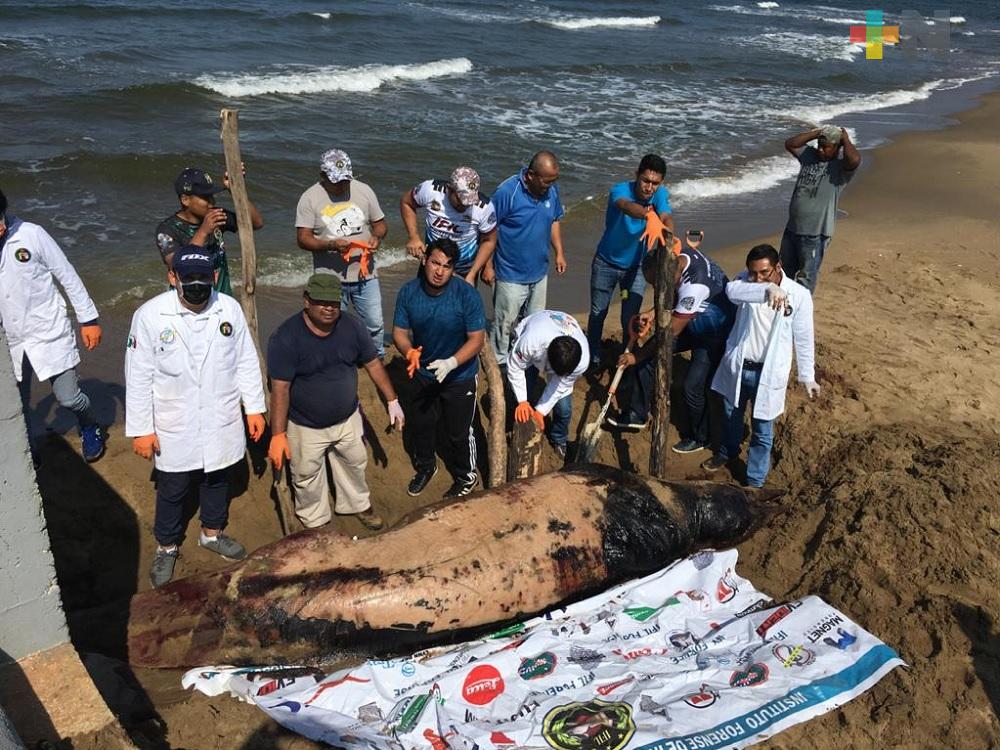 Encuentran cetáceo muerto en playas de ejido Colorado de Coatzacoalcos