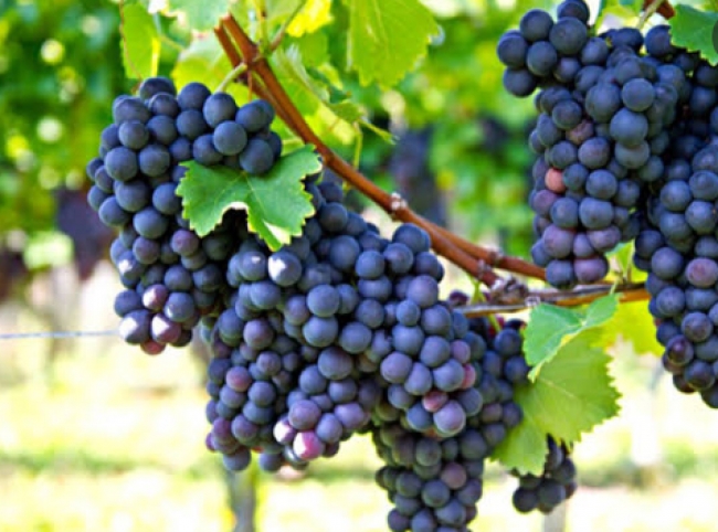 Comerciantes reportan bajas ventas en venta de uvas en estas fechas