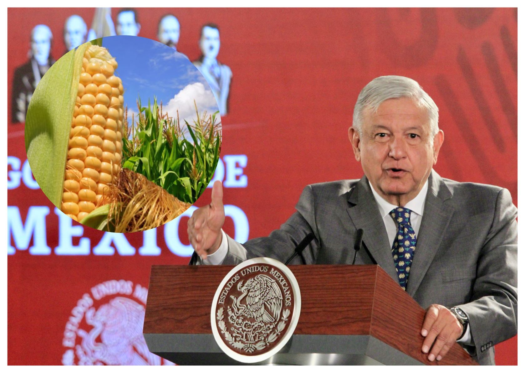 Busca gobierno federal bajar importación de maíz