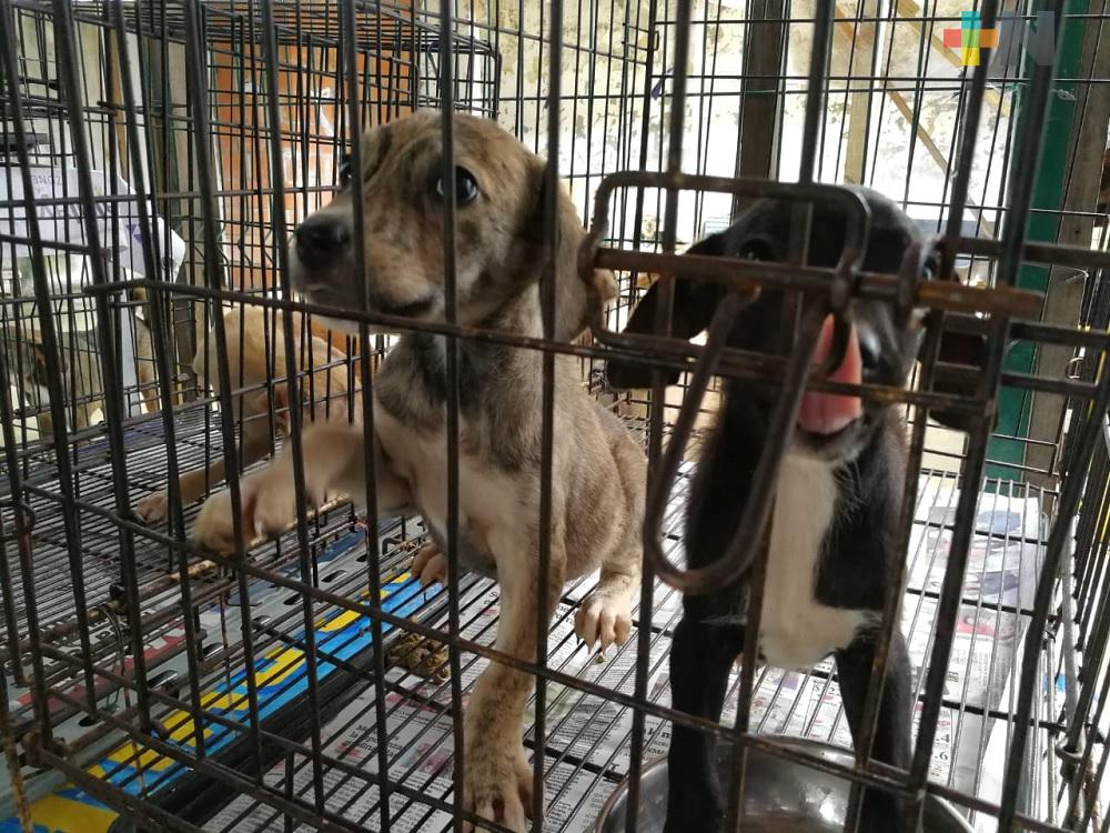 En 2019, Amedea realizó más de 3 mil esterilizaciones de mascotas en Coatzacoalcos