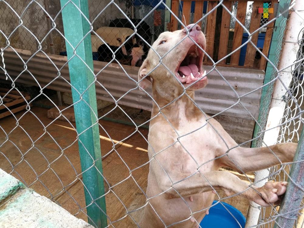 Pirotecnia, además de provocar quemaduras y amputaciones, afecta a las mascotas