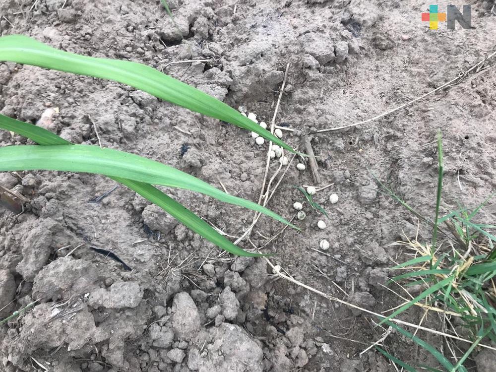 Sin alcanzar madurez la caña por sequía, existe riesgo de más merma por plagas