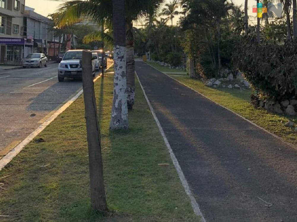 Talan roble sembrado en municipio de Veracruz, vecinos exigen se investigue el asunto