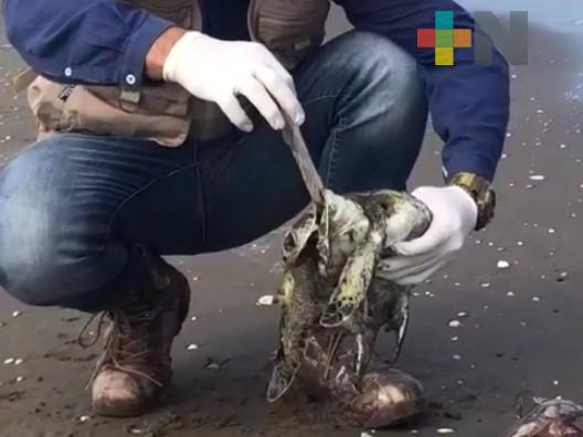 Mueren tortugas por comer plástico; fundación realizará jornada de limpieza de playas en Boca del Río