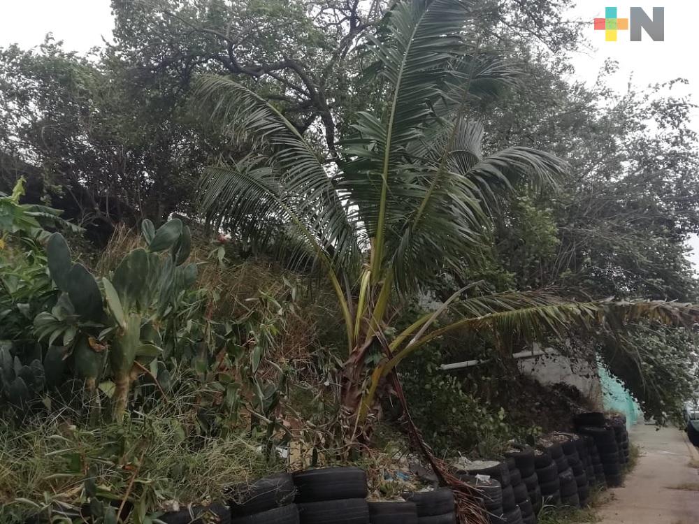 Árboles, espectaculares y cables tirados deja Frente Frío 23 en Coatzacoalcos