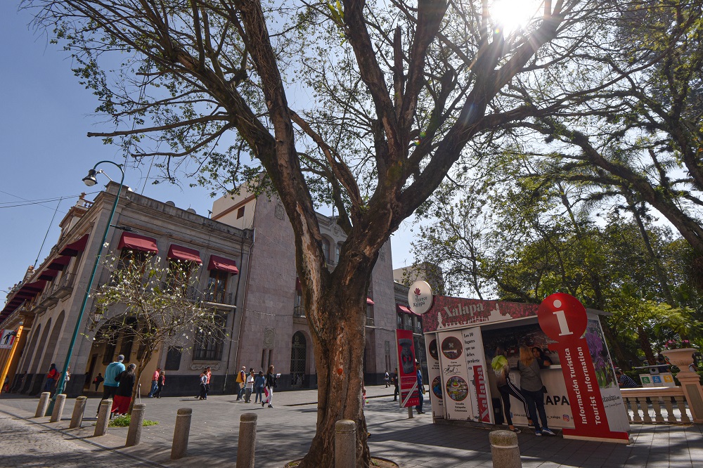 Retirarán dos árboles del Parque Benito Juárez