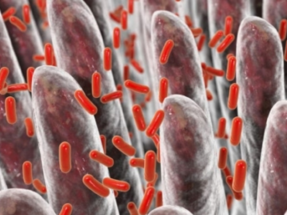 Bacteria intestinal podría afectar desarrollo de esqueleto