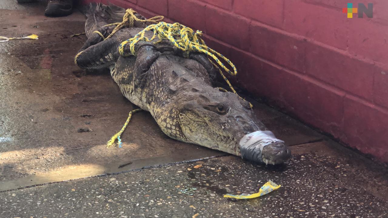 Capturan cocodrilo en la zona industrial de Coatzacoalcos