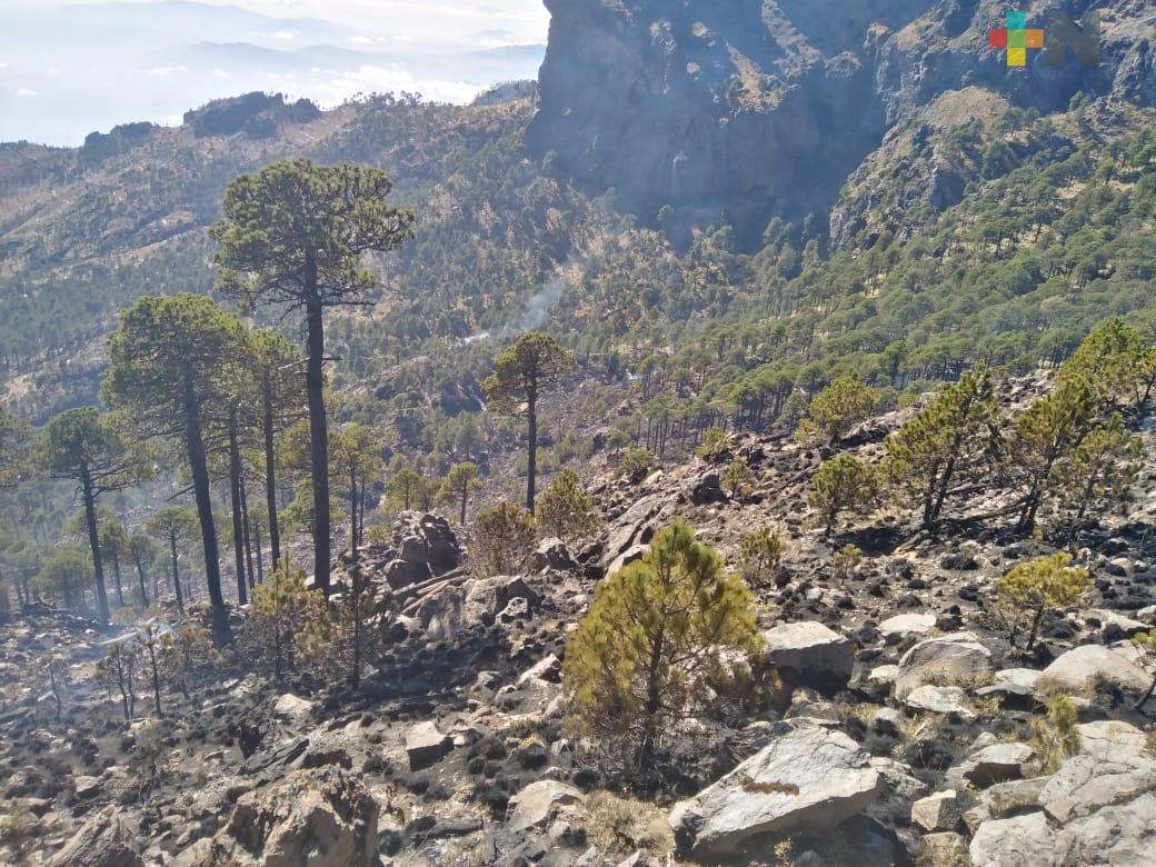 Sedema realiza evaluación diagnóstica de tala clandestina en zona del Cofre de Perote