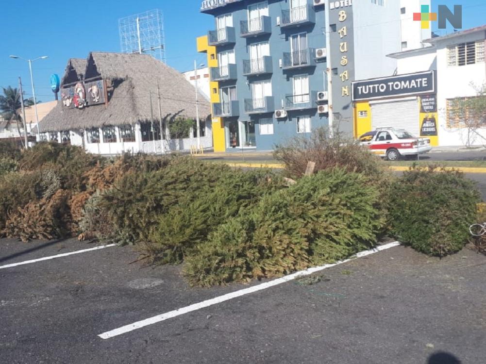 En Boca del Río instalan centro de acopio de árboles de Navidad