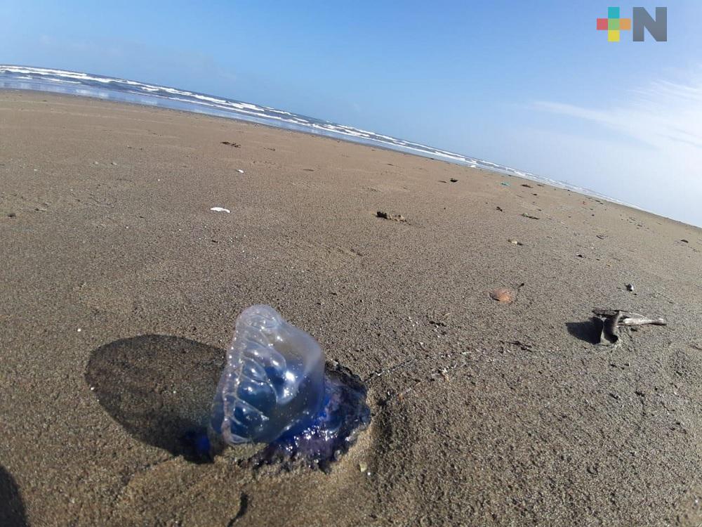 Falsas medusas aparecen muertas sobre la playa de Coatzacoalcos