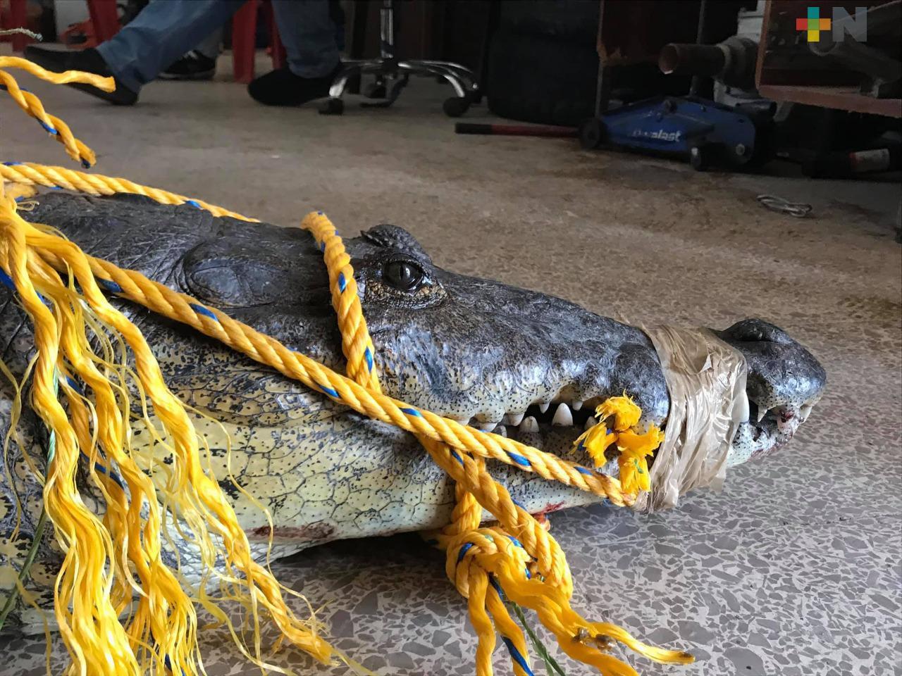 Liberan a cocodrilo encontrado en calles de Nanchital