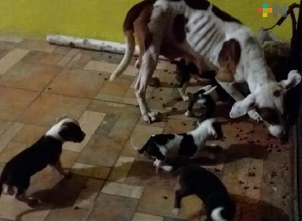 Otro caso de maltrato animal en Coatzacoalcos
