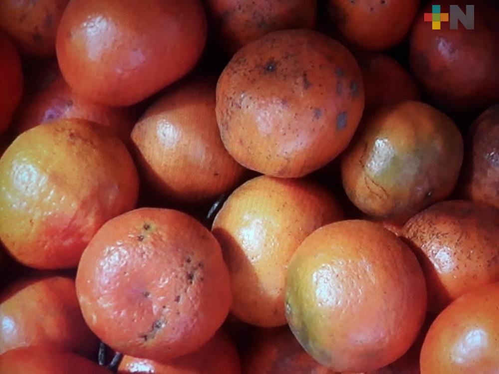 En zona centro-norte de Veracruz se cultiva fruta de excelente calidad