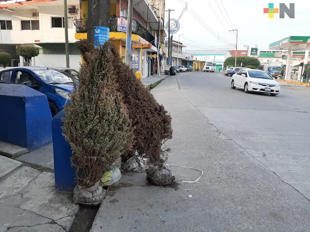Falta cultura de reciclado de pinos de Navidad, en Martínez de la Torre