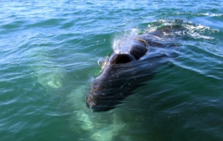Observan a 52 ballenas grises en Pacífico Mexicano