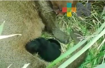 Nace una cría de jaguarundi en cautiverio, en Coatzacoalcos