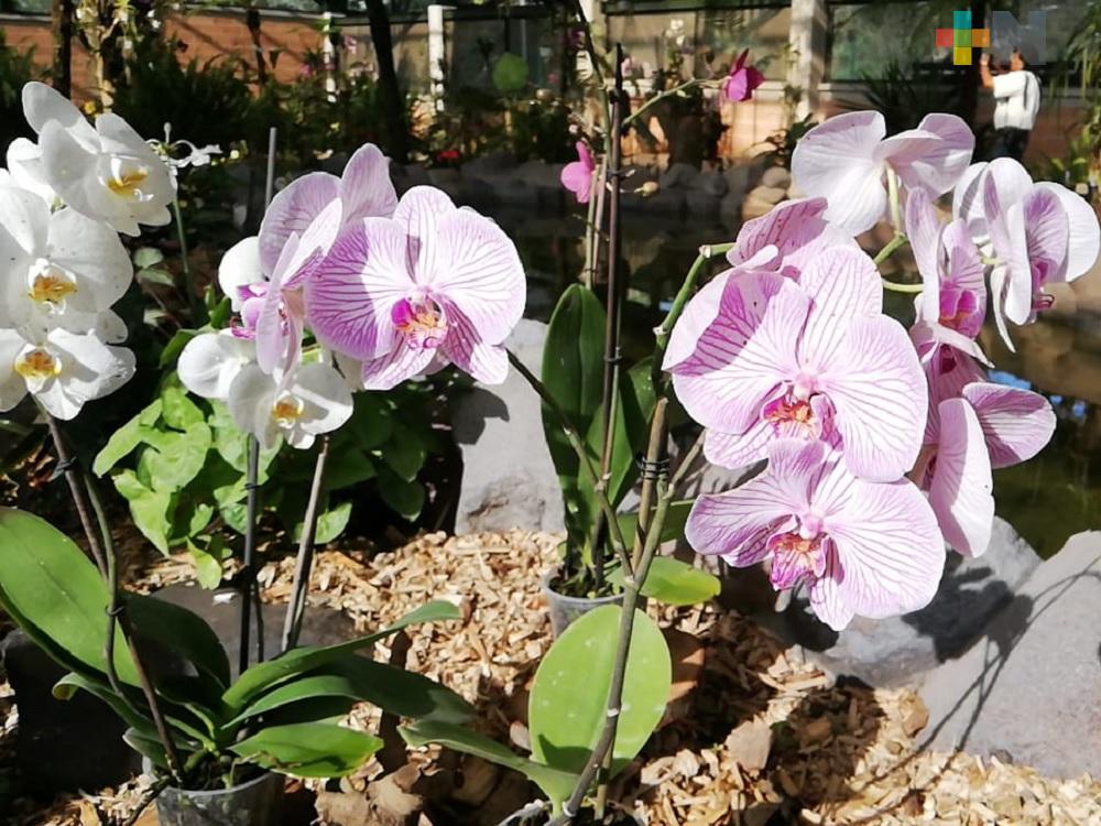 Poliforum Mier y Pesado de Orizaba sede de la primera Feria Nacional de la Orquídea