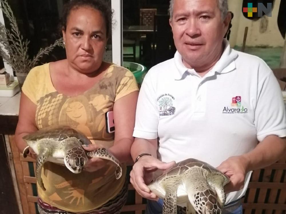 Investigan causa de muerte de tortugas en Alvarado