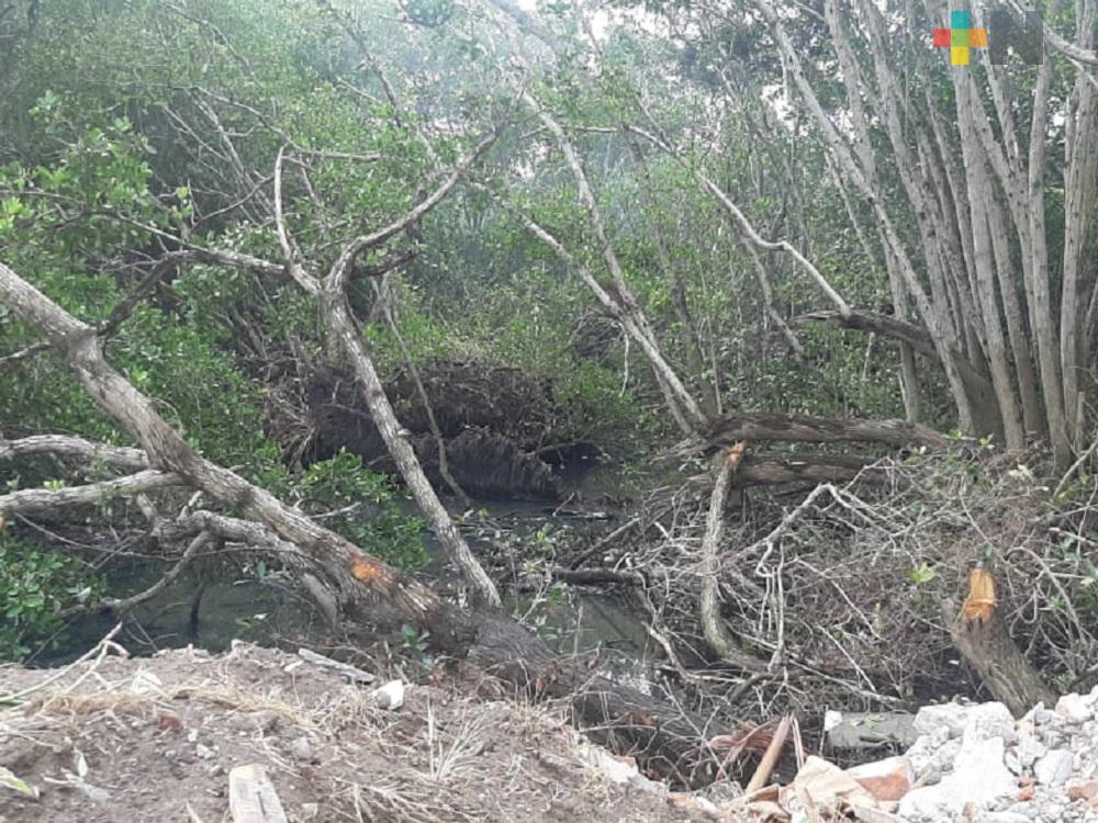 Regidor presentará denuncias ante Profepa y PMA por afectaciones en manglar