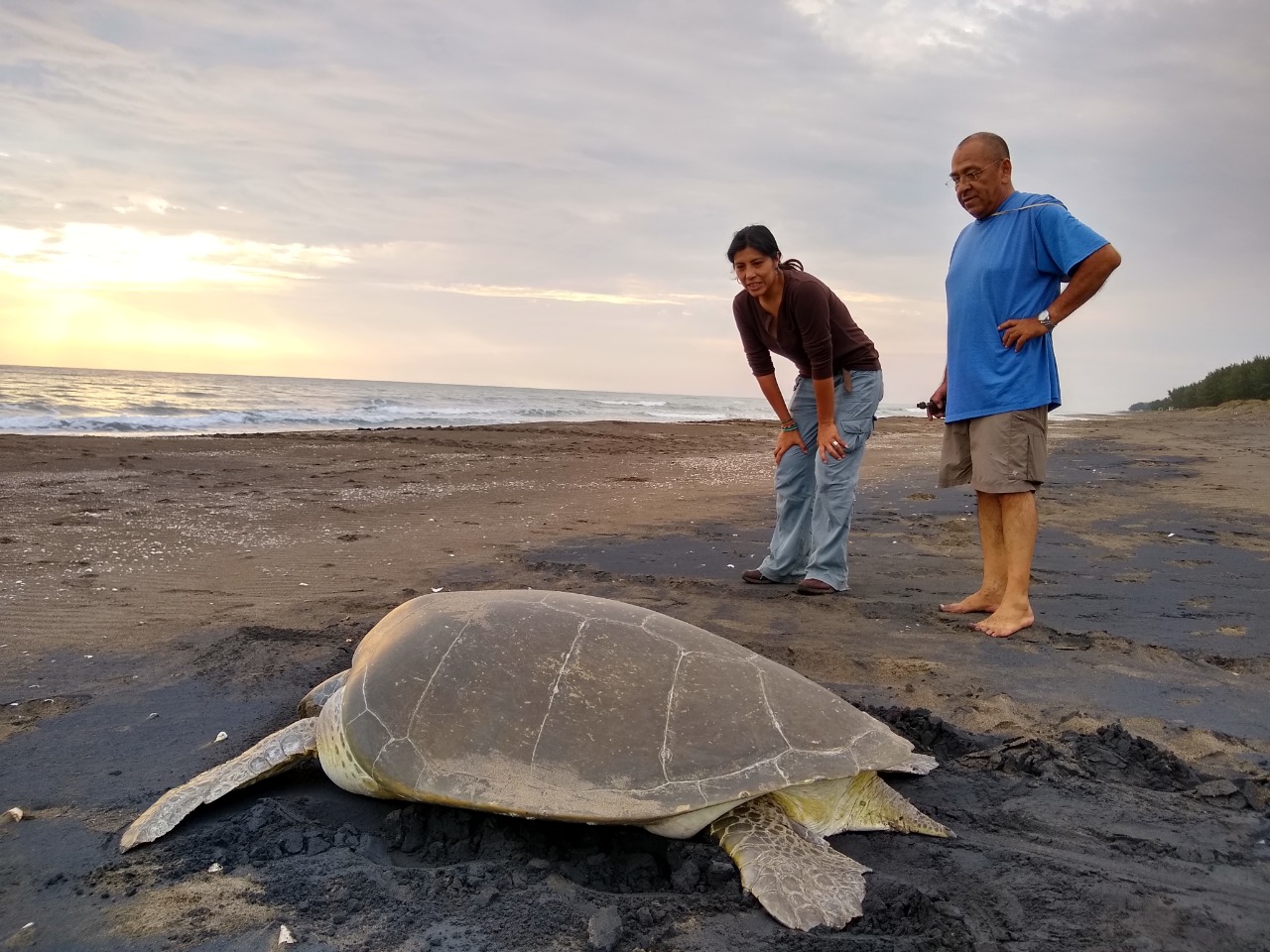 Durante 2019 liberó SEDEMA 650 mil crías de tortugas