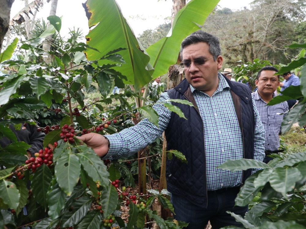 Veracruz promueve y posiciona la calidad de su café: Sedarpa