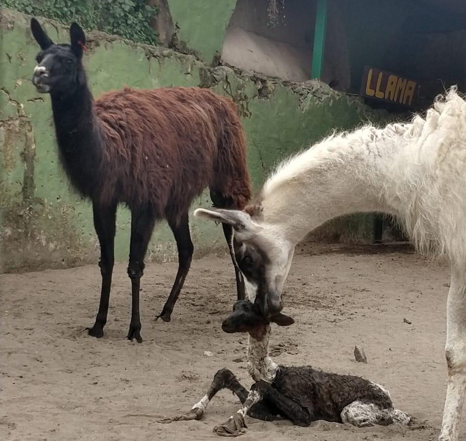 Nació llama en cautiverio en UMA de Orizaba