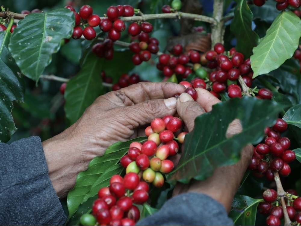 Más de 8 mdp se invertirán para adquirir plantas y semillas de café certificadas: Sedarpa