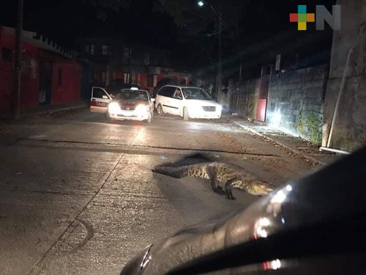 Capturan otro cocodrilo; ahora en Nanchital