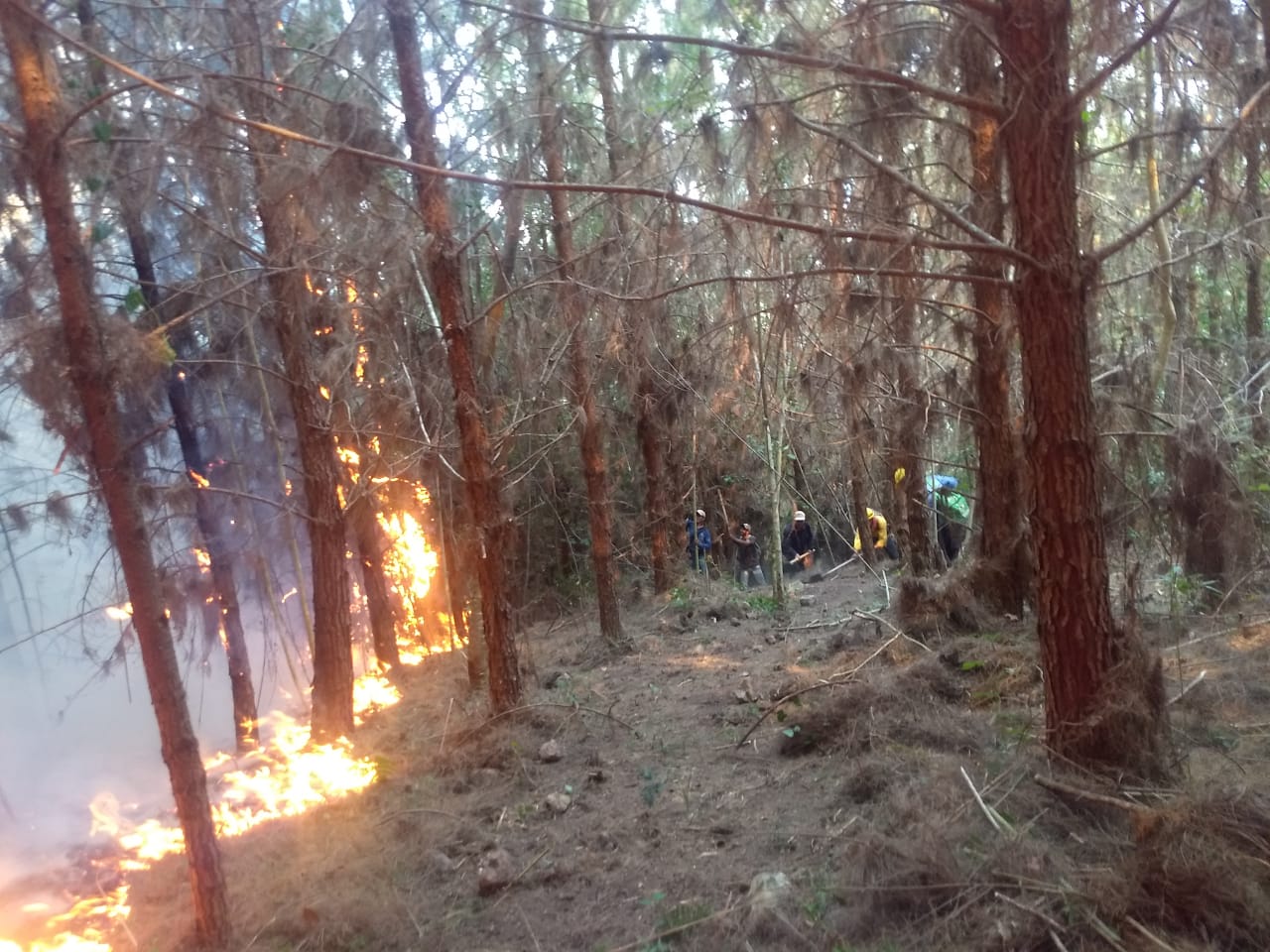 En temporada 2022, más incendios y menos superficie afectada: Conafor