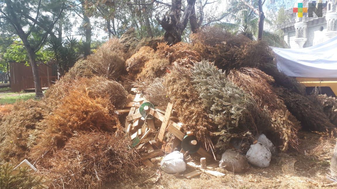 Continua acopio de «arbolitos» en Parque Ecológico