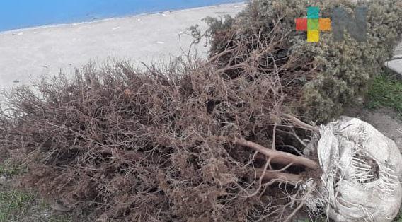 Instalan centros de acopio de pinos navideños en Martínez de la Torre