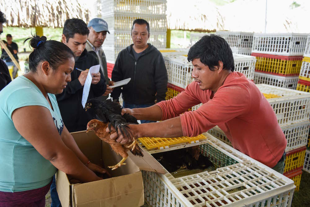 El campo xalapeño será autosuficiente y productivo