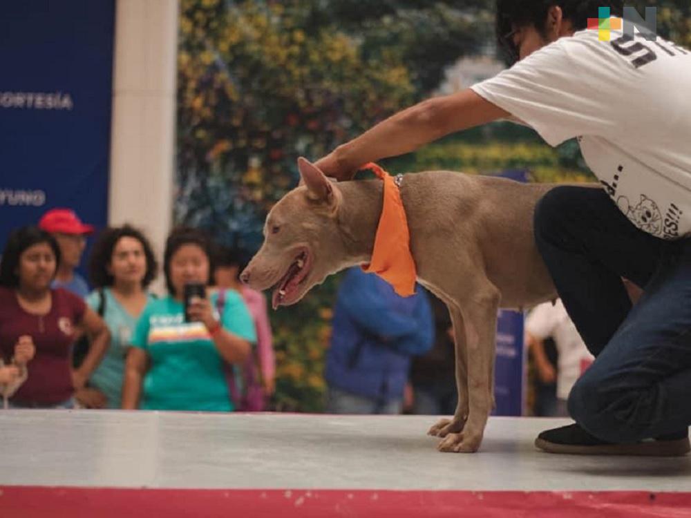 Amedea Coatzacoalcos reprograma pasarela de perros rescatados