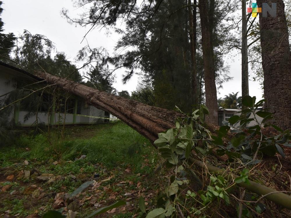 Municipio realiza 67 intervenciones por árboles caídos en Xalapa