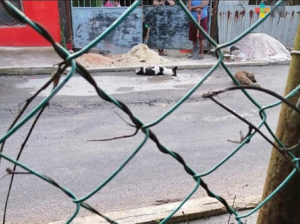 Ciudadanos reportan envenenamiento de perros en Moloacán