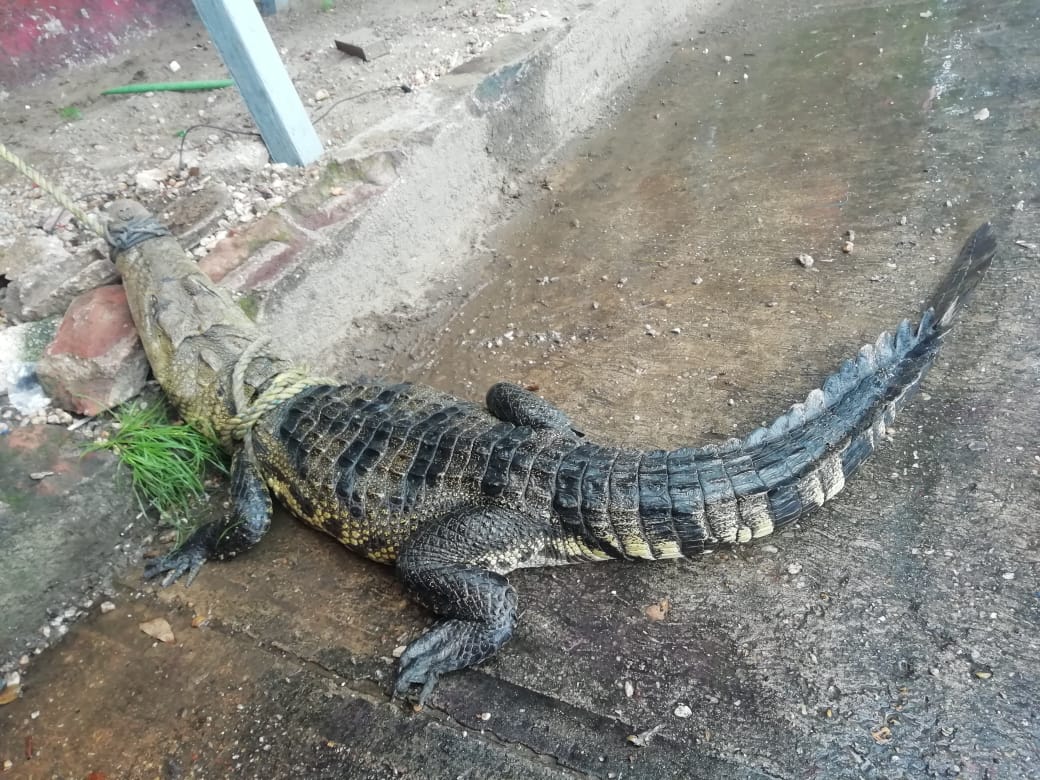 Rescatan cocodrilo en Villa Allende