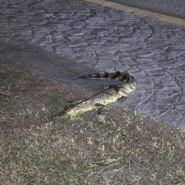 Avistan cocodrilos en aguas de la zona de Martínez de la Torre