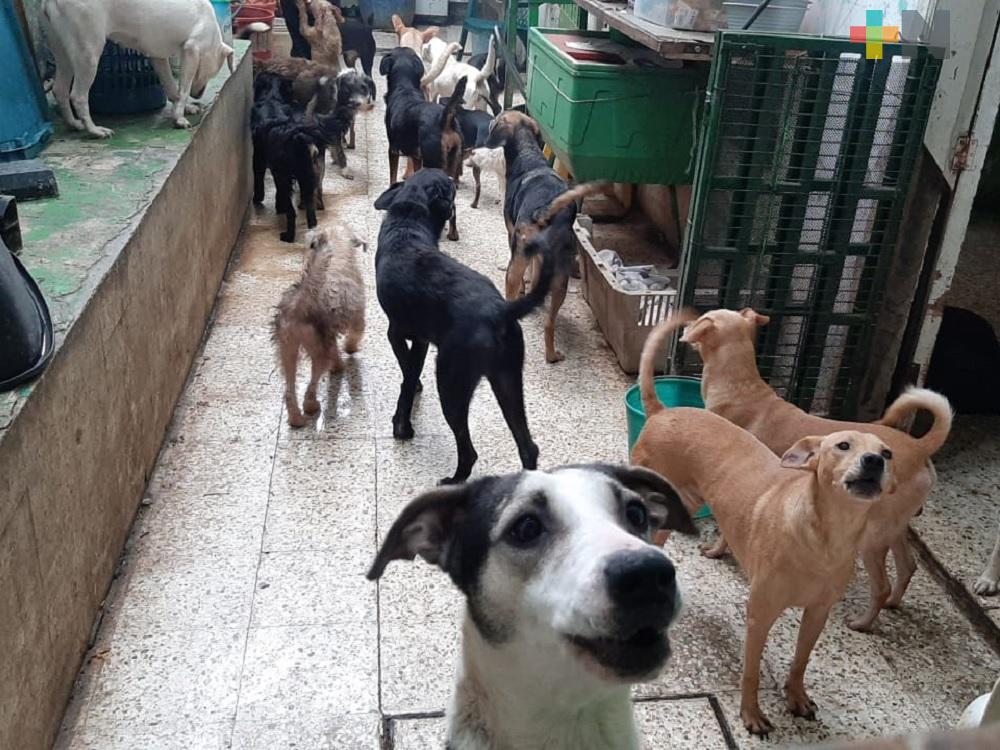 Albergue «La Roca» deja de recibir más animales abandonados