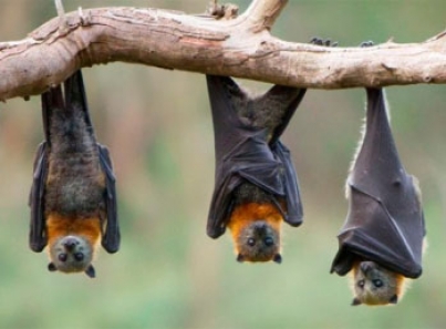 SARS-CoV-2 ha evolucionado en los murciélagos desde hace 70 años