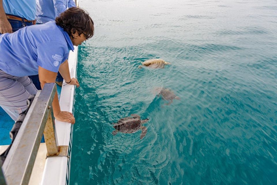 Tortugas en Tamiahua