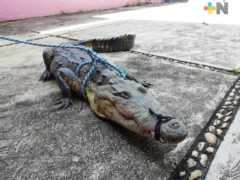 Trasladan a cocodrilo a Parque Ecológico Jaguaroundi