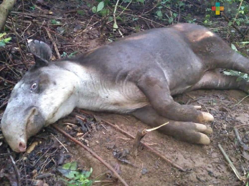 UV atiende a tapir enfermo en Uxpanapa