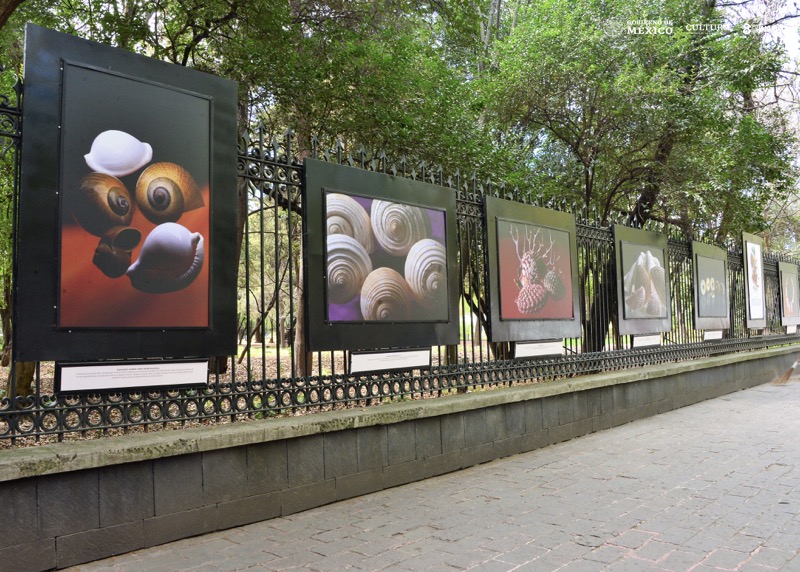 Despliegan en las Rejas de Chapultepec el “Universo maravilloso” de las conchas y los caracoles