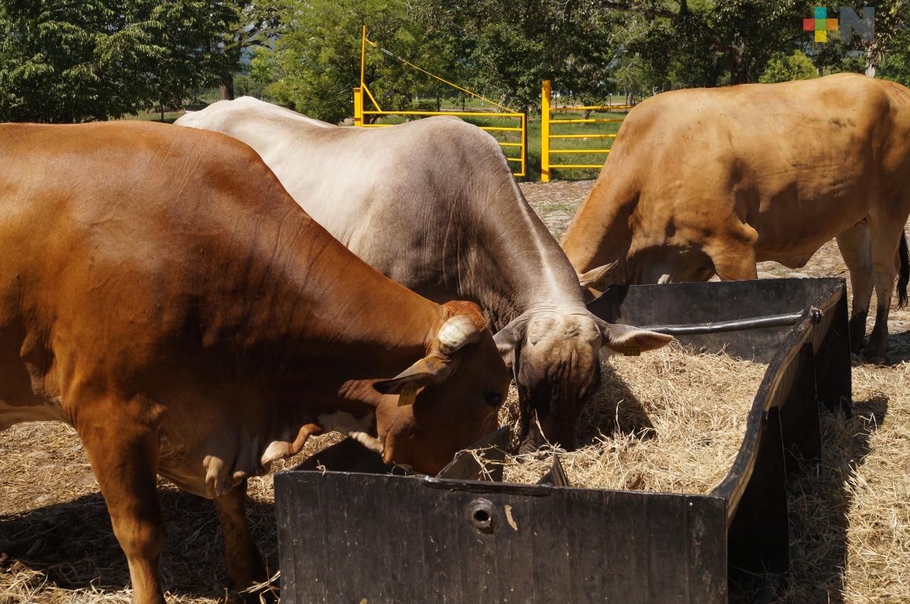 Temen desabasto en industria de alimentos para animales