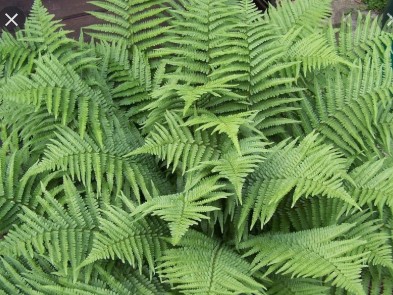 Helechos, bioindicadores del cambio climático