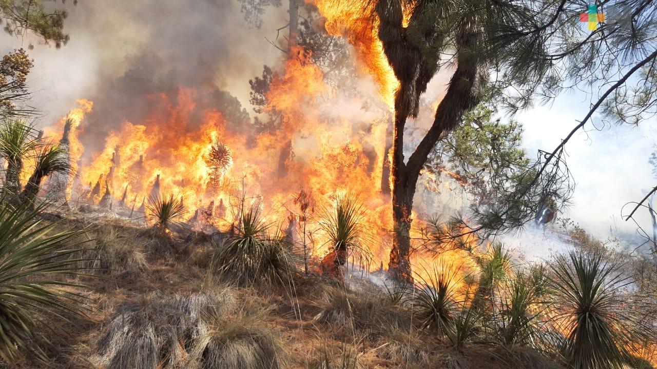80% de control y 30% de liquidación en incendio forestal en el municipio de Perote